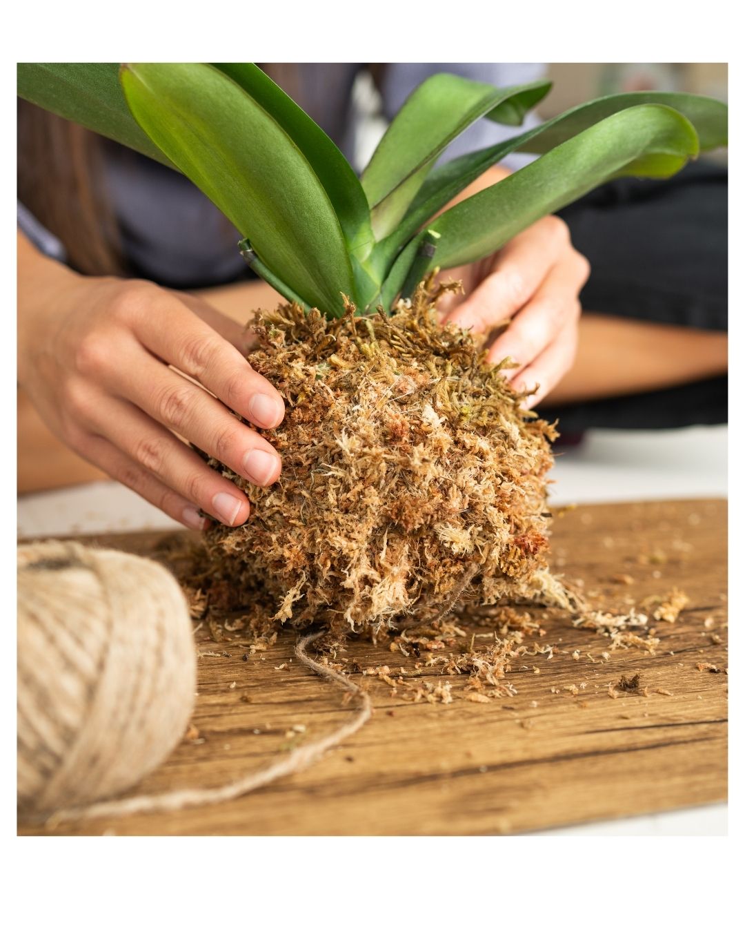 kokedama class at FarWest