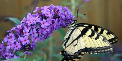 Butterfly on a butterfly bush