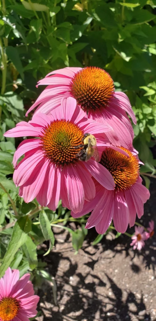 Pink Cone flowers