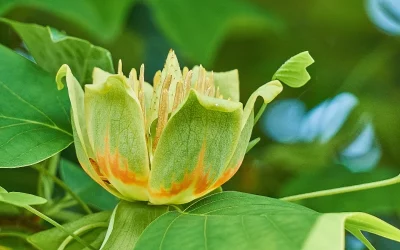 liriodendron tulipifera