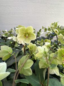 creamy hellebore perennial 