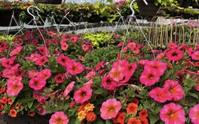 Hanging Basket Care Guide For Boise Idaho