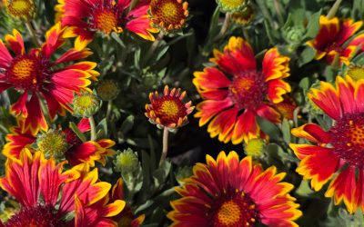 Bright red and yellow Gaillardia flowers blooming in a garden bed, attracting pollinators with their daisy-like blooms. Also known as blanket flower, Gaillardia is a drought-tolerant perennial that provides long-lasting color and supports bees and butterflies throughout the growing season.