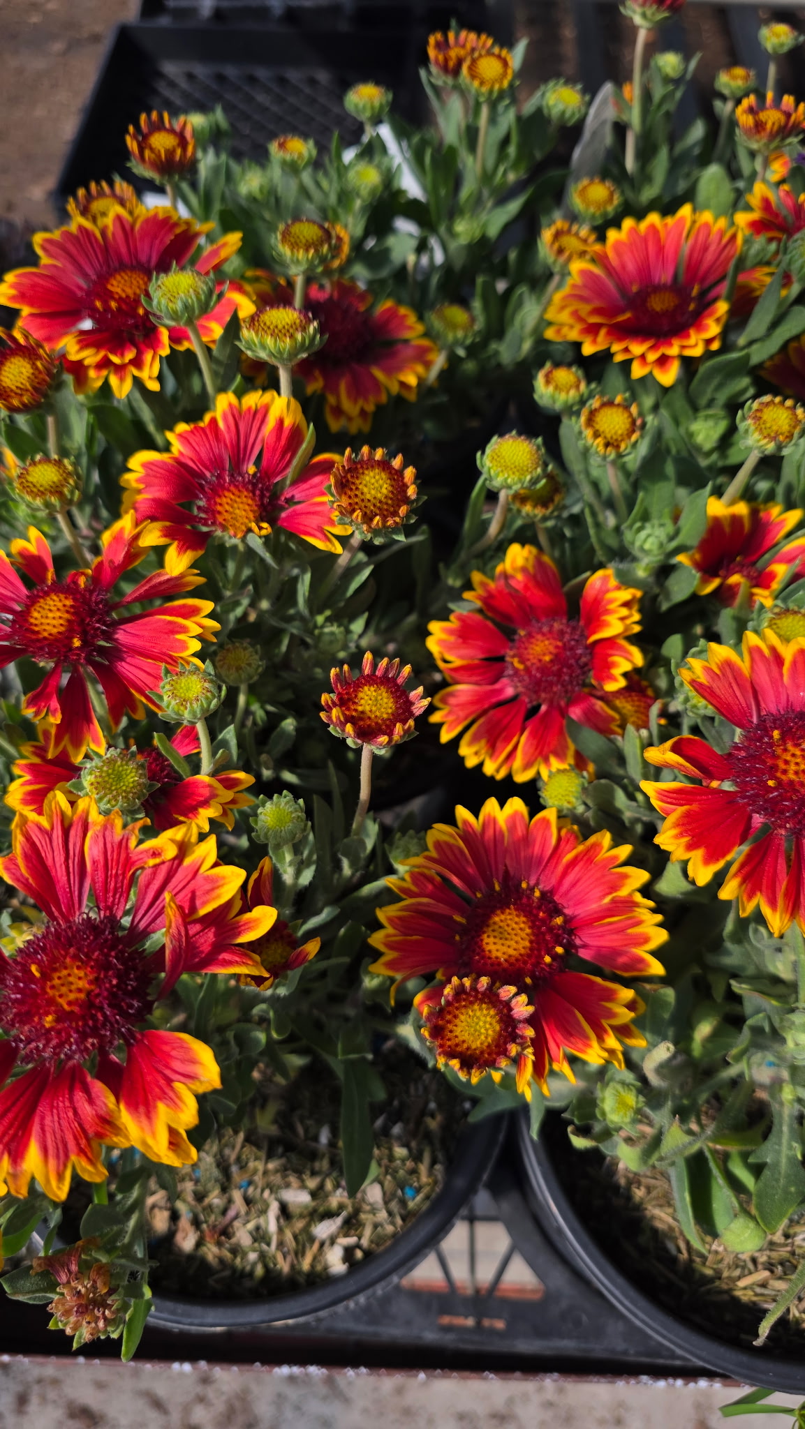 Bright red and yellow Gaillardia flowers blooming in a garden bed, attracting pollinators with their daisy-like blooms. Also known as blanket flower, Gaillardia is a drought-tolerant perennial that provides long-lasting color and supports bees and butterflies throughout the growing season.