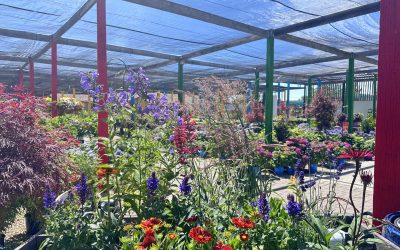plants and flowers that thrive in the sun or hot summers