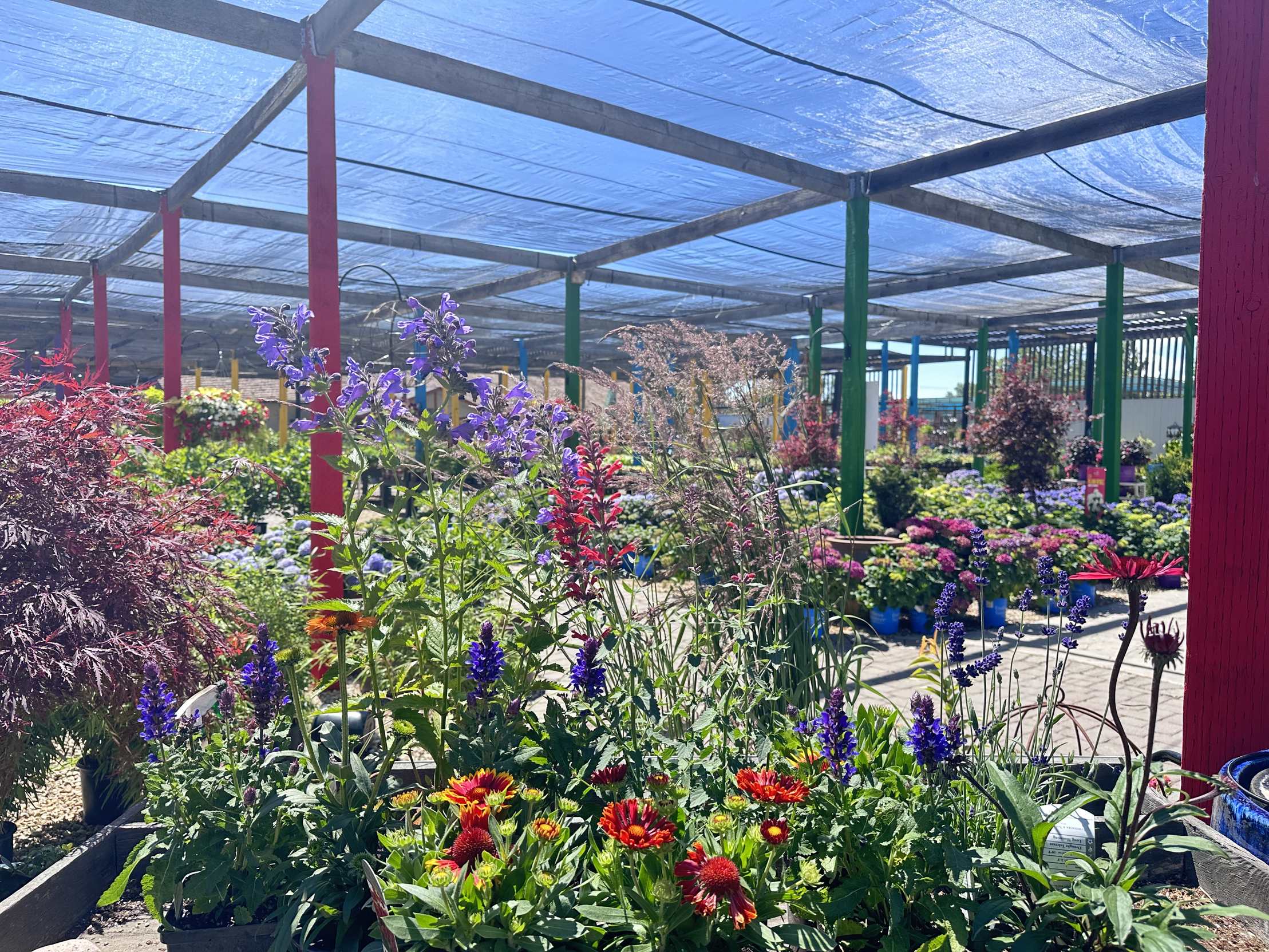 plants and flowers that thrive in the sun or hot summers