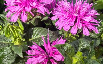 Balm balm pink/purple flowers with greenery