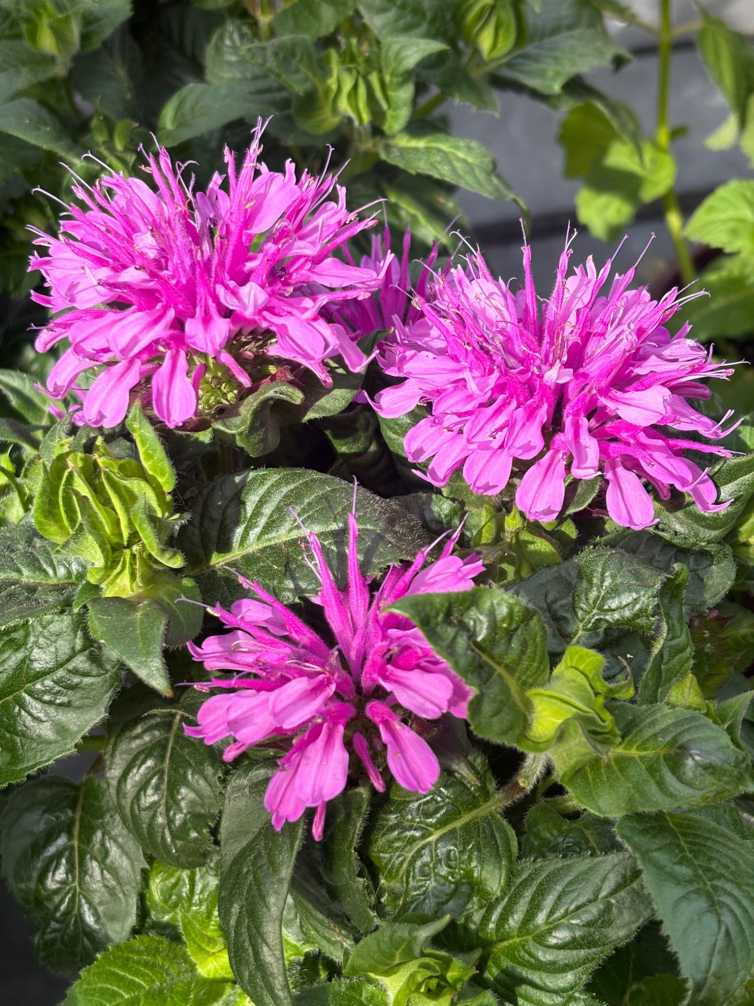 Balm balm pink/purple flowers with greenery