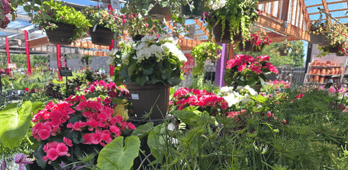 FarWest Annuals Geranium & Hanging Baskets