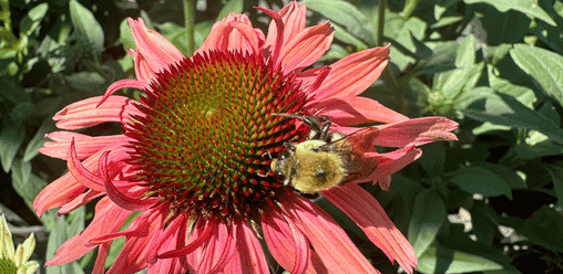 FarWest ConeflowerEchinacea with Bee