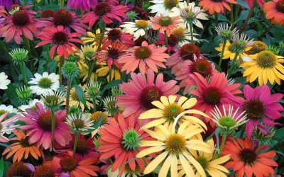 colorful coneflowers for pollinator week feature