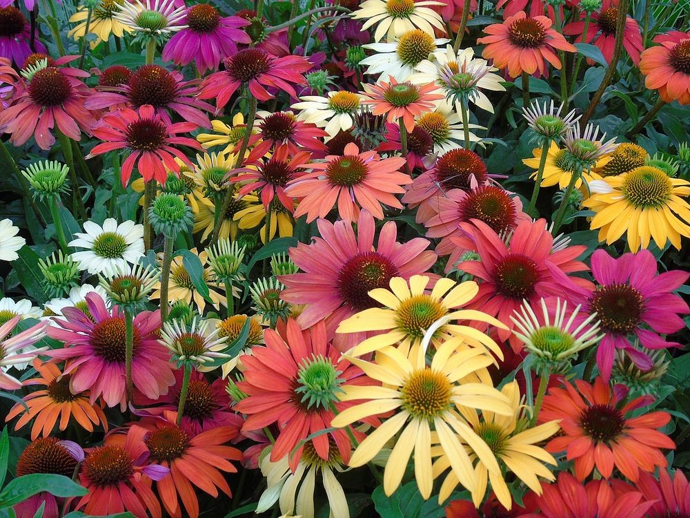 colorful coneflowers for pollinator week feature