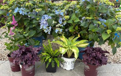Shade plants hydrangea hosts heuchera fern astilbe