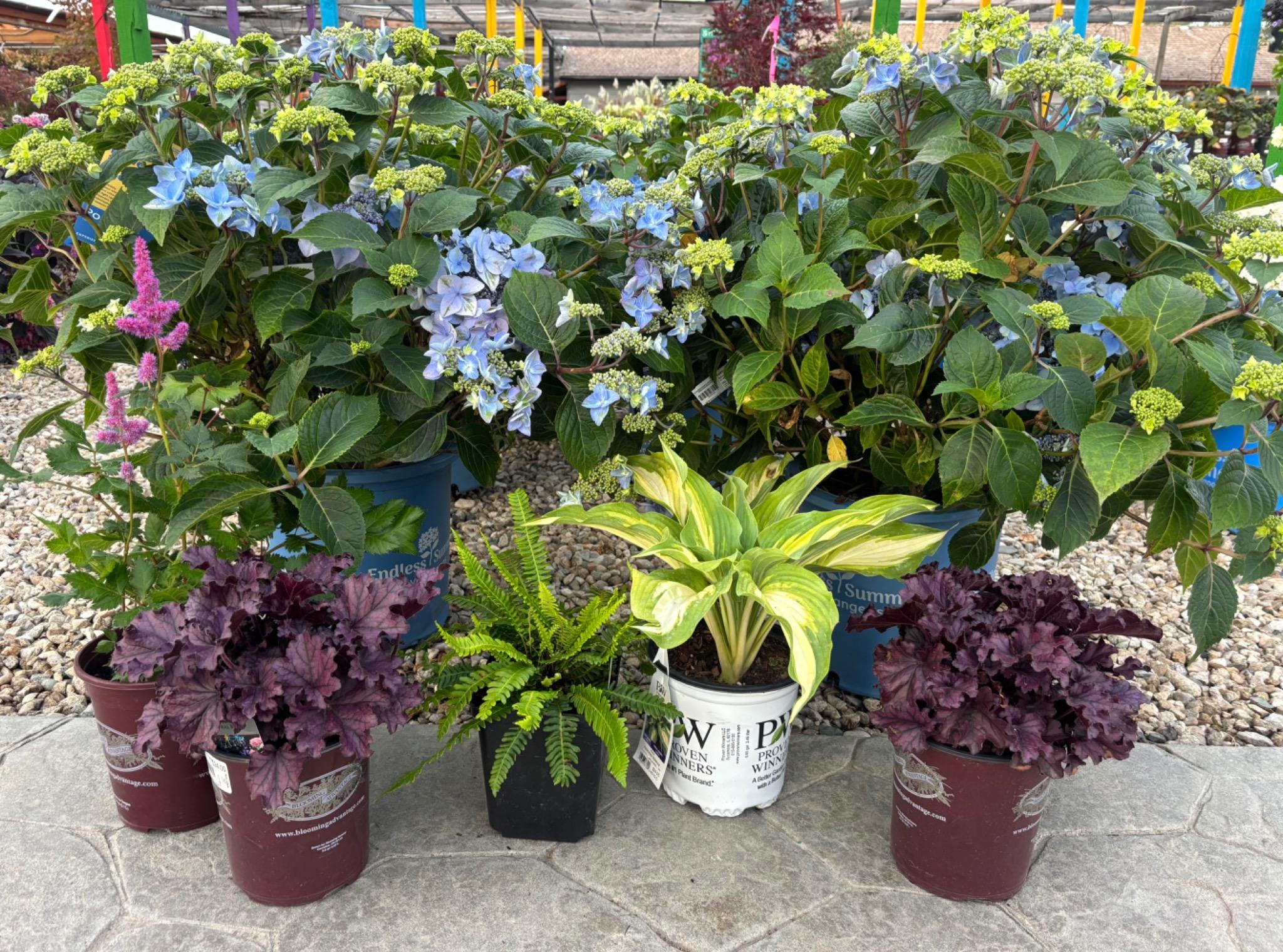 Shade plants hydrangea hosts heuchera fern astilbe