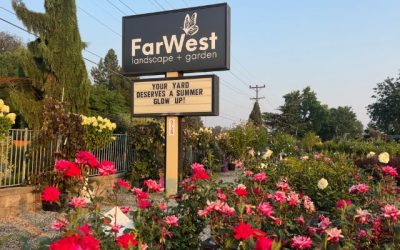 5 Summer-Blooming Shrubs Perfect for Boise Landscapes