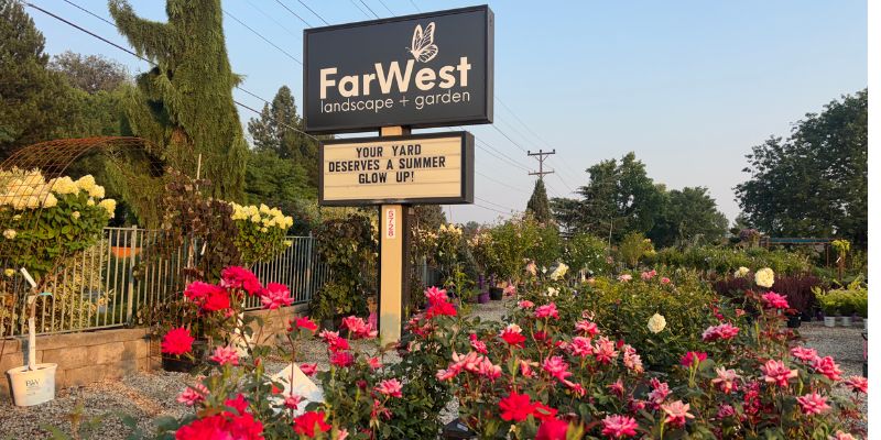 5 Summer-Blooming Shrubs Perfect for Boise Landscapes