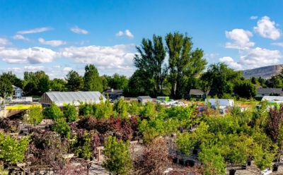 Learn the best fall fruit tree care tips for Boise, Idaho. Discover when to water, prune, mulch, and protect your apple, pear, cherry, peach, and plum trees before winter for healthier growth and bigger harvests next year.