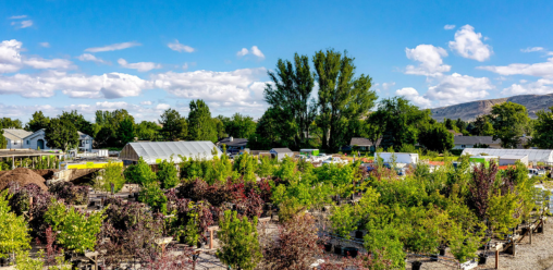 Learn the best fall fruit tree care tips for Boise, Idaho. Discover when to water, prune, mulch, and protect your apple, pear, cherry, peach, and plum trees before winter for healthier growth and bigger harvests next year.