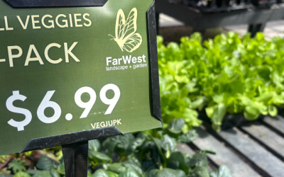 Discover the best vegetables to plant in September in Boise, including lettuce, kale, Swiss chard, cabbage, beets, leeks and Brussels sprouts.