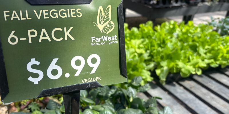 Discover the best vegetables to plant in September in Boise, including lettuce, kale, Swiss chard, cabbage, beets, leeks and Brussels sprouts.