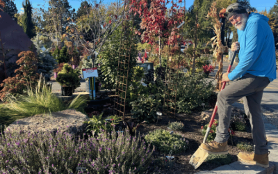 Man gardening planting in fall in boise