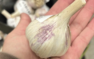 hand holding a clove of garlic