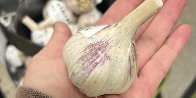 hand holding a clove of garlic